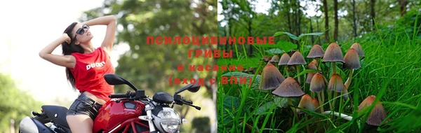 сатива Кодинск